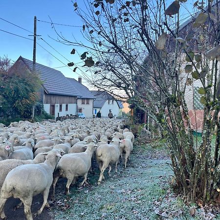 Maison Independante De Montagne En Alsace Bellefosse Zewnętrze zdjęcie