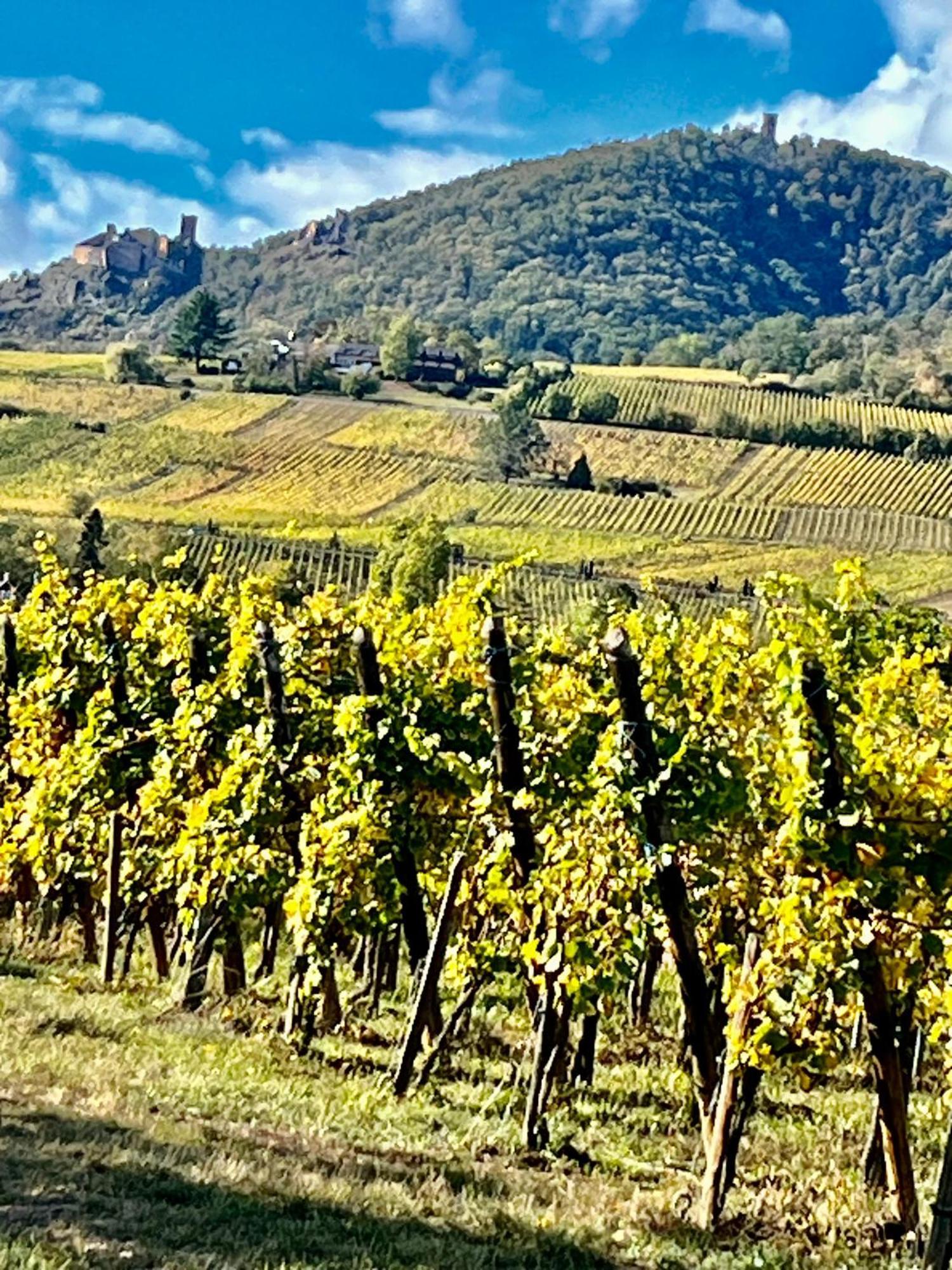 Maison Independante De Montagne En Alsace Bellefosse Zewnętrze zdjęcie
