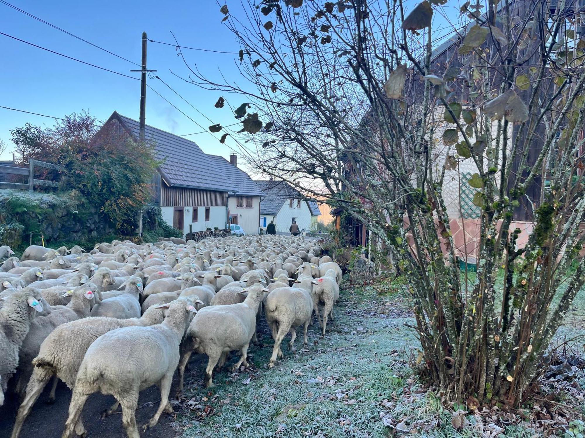Maison Independante De Montagne En Alsace Bellefosse Zewnętrze zdjęcie