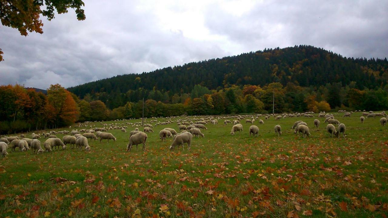 Maison Independante De Montagne En Alsace Bellefosse Zewnętrze zdjęcie